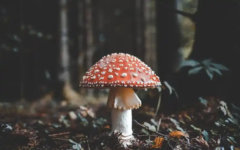 蘑菇壁纸