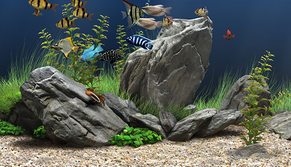 Dream Aquarium