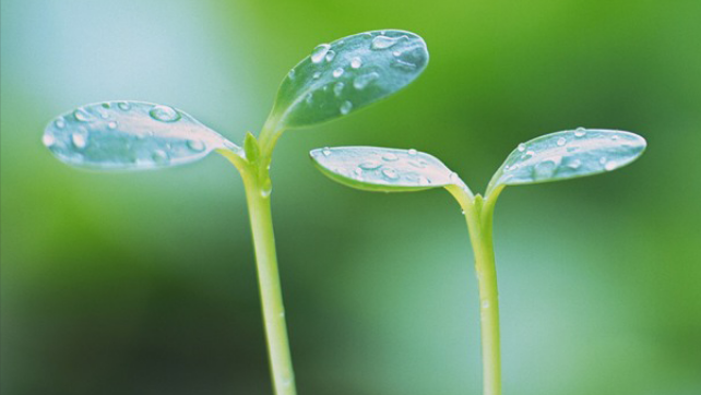 反黄之盾官方版